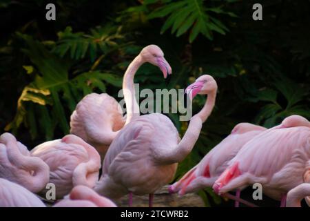 Zwei größere Flamingos in einer Herde, Phoenicopterus roseus Stockfoto