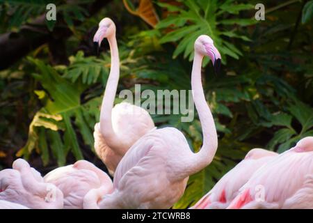 Zwei größere Flamingos in einer Herde, Phoenicopterus roseus Stockfoto