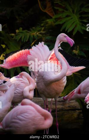 Große Flamingos, die ihre Flügel ausbreiten, Phoenicopterus roseus Stockfoto