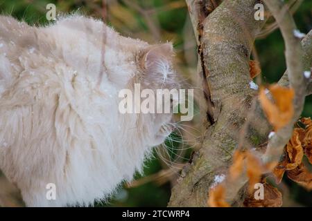 Neva maskiert Katze mit blauen Augen auf einem Baum. Stockfoto