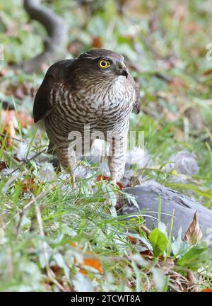 Ein weiblicher Sparrowhawk (Accipiter nisus) auf einem Holztaubenmord Stockfoto