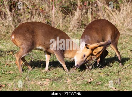 Zwei Muntjac-Bucks (Muntiacus reevesi), die sich in den Cotswold Hills Gloucestershire, Großbritannien, gegenseitig bumsen Stockfoto