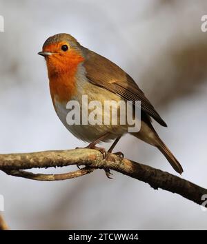 Ein Rotkehlchen (Erithacus rubecula) im Sonnenschein auf einem kleinen Zweig Stockfoto