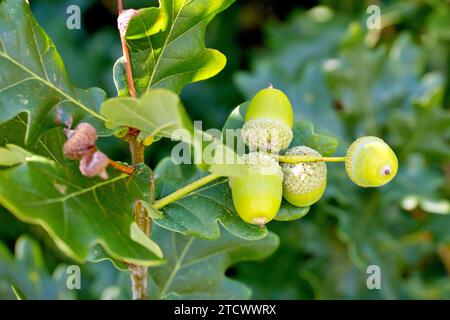 Englische Eiche oder Stieleiche (quercus robur), Nahaufnahme mit mehreren Eicheln oder Früchten, die sich auf dem Baum entwickeln. Stockfoto