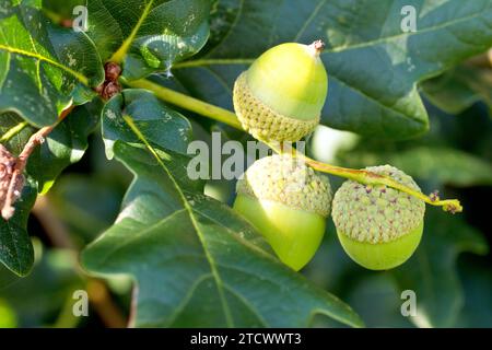 Englische Eiche oder Stieleiche (quercus robur), Nahaufnahme mit mehreren Eicheln oder Früchten, die sich auf dem Baum entwickeln. Stockfoto