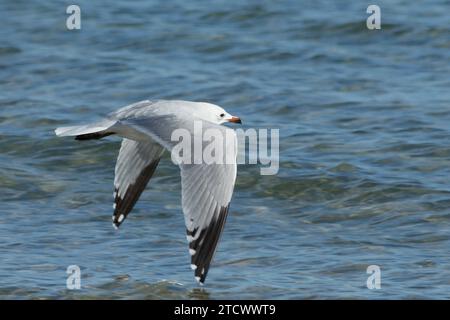 Ichthyaetus audouinii, Audouins Möwe im Flug über das Mittelmeer, das Wasser mit seinem Flügel abfliegt, Spanien Stockfoto