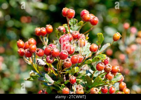 Weißdorn, Weißdorn oder May Tree (crataegus monogyna), Nahaufnahme, die im Spätsommer eine Gruppe roter Beeren oder Hagen auf dem Sträucher zeigt. Stockfoto