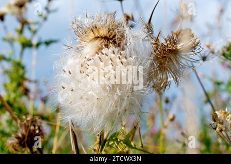 Speer Thistle (cirsium vulgare), Nahaufnahme, die einen Klumpen der gefiederten Samen der Pflanze zeigt, die vom Blütenkopf gefallen sind, sich aber noch im Wind zerstreuen müssen. Stockfoto