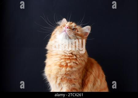 Schöne flauschige rote Katze mit langem Schnurrbart sitzt auf schwarzem Hintergrund. Große, schöne Katze mit langen Haaren im Profil. Haustier, süßes Tier Stockfoto