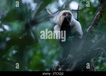 Panamaischer Weißgesicht-Kapuziner (Cebus-Imitator) am Baum Stockfoto