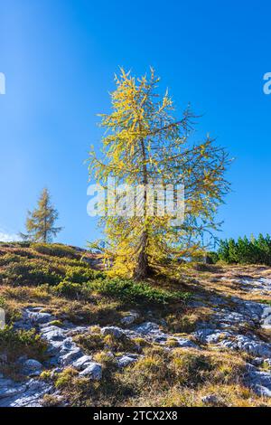 Einzelne gelbe Lärche (Larix decidua) in einer alpinen Landschaft mit blauem Himmel als Hintergrund. Stockfoto