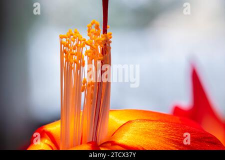 Makro der Pollenstamen einer heftig gefärbten Blume eines Weihnachtskaktus (schlumbergera). Stockfoto