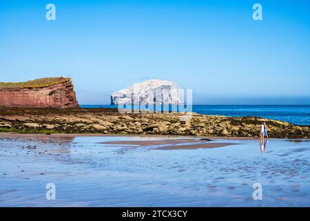 Besucher gehen über den goldenen Sand von Seacliff Beach, mit Fernsicht auf den Bass Rock, East Lothian Coast, Schottland, Großbritannien Stockfoto