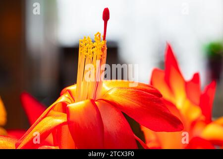 Makro der Pollenstamen einer heftig gefärbten Blume eines Weihnachtskaktus (schlumbergera). Stockfoto