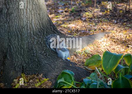 Graues Eichhörnchen in einem New Yorker Park Stockfoto