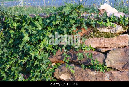 Nahaufnahme des englischen Evy, der auf der Sandsteinmauer klettert Stockfoto