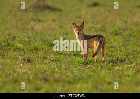 Black-backed Jackal - Canis mesomelas oder Sattel-backed, Grau, Silber-backed, roten und goldenen Schakal, canid native auf zwei Gebieten von Afrika, sehr Ancien Stockfoto