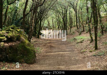 Pfad durch herbstliche Wälder im Ätna Park, Sizilien, Italien Stockfoto