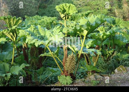 Riesige Gunnera-Blätter und Blütenspitzen bei hellem Sonnenschein Stockfoto