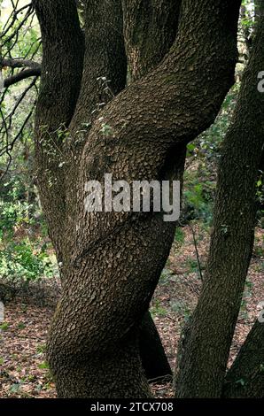 Stammeiche im Ätna Park, Sizilien, Italien Stockfoto