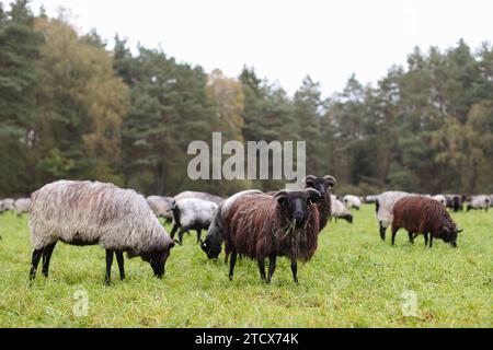 23.10.2023, Herbststimmung in der Lüneburger Heide, Heidschnucken werden zur Landschaftspflege in Mooren und der Heide eingesetzt. Schafe Grasen auf einer Weide. Hamburg Deutschland *** 23 10 2023, Herbststimmung in der Lüneburger Heide, Heidschnucken werden zur Landschaftspflege in Mooren und Heideschafe weiden auf einer Weide Hamburg Deutschland Stockfoto