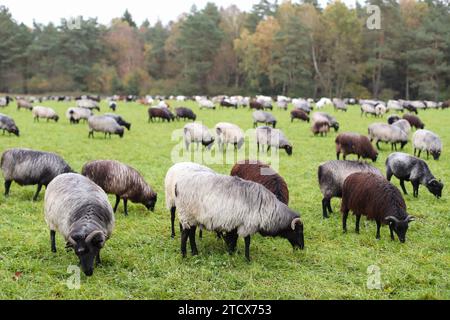 23.10.2023, Herbststimmung in der Lüneburger Heide, Heidschnucken werden zur Landschaftspflege in Mooren und der Heide eingesetzt. Schafe Grasen auf einer Weide. Hamburg Deutschland *** 23 10 2023, Herbststimmung in der Lüneburger Heide, Heidschnucken werden zur Landschaftspflege in Mooren und Heideschafe weiden auf einer Weide Hamburg Deutschland Stockfoto