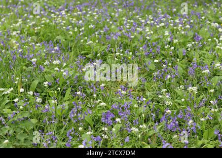 Massen wilder Blauschellen und wilder Knoblauch bei Frühlingssonne Stockfoto