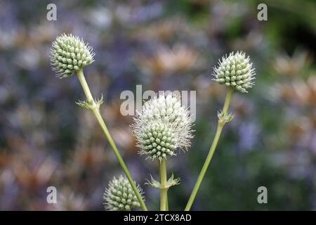 Weißer Ziergarten Meer stechpalme, Eryngium yuccifolium, Blumen in Nahaufnahme mit einem Hintergrund von verschwommenen Blättern. Stockfoto