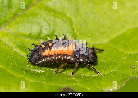 Asiatische mehrfarbige Lady Beetle Larve - Harmonia axyridis Stockfoto