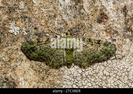 Grüner Mops - Pasiphila rectangulata Stockfoto