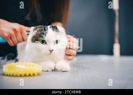 Eine Katze in einem Friseursalon durchkämmen. Stockfoto