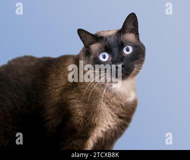 Eine übergewichtige Siamkatze mit blauen Augen Stockfoto