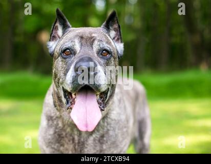 Ein gebürsteter Cane Corso Mastiff Hund, der keucht Stockfoto