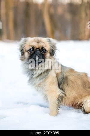 Ein Pekingeser Hund sitzt draußen im Schnee mit einem mürrischen Ausdruck Stockfoto