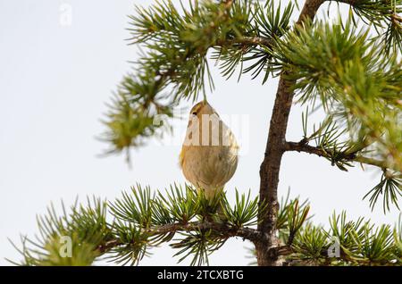 Der gewöhnliche Chiffchaff (Phylloscopus collybita) ernährt sich von Baumästen. Klein, hübsch, songbird. Unscharfer natürlicher Hintergrund. Stockfoto