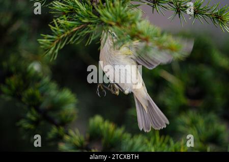 Der gewöhnliche Chiffchaff (Phylloscopus collybita) ernährt sich von Baumästen. Klein, hübsch, songbird. Unscharfer natürlicher Hintergrund. Stockfoto