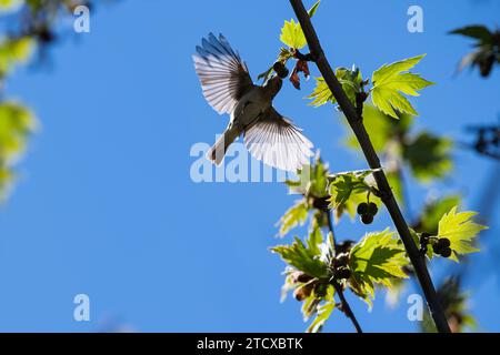 Gemeiner Chiffchaff (Phylloscopus collybita), der sich an einer Platane ernährt. Rücklicht, Silhouette, blauer Himmel, offene Flügel. Stockfoto