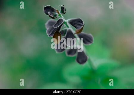 Brasilianische Anisesage. Salvia guaranitica auf grünem Hintergrund. Winzige violette Blüten im botanischen Garten. Kleine Blütenknospen geschlossen. Staudenpflanzen. Stockfoto