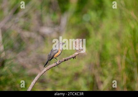 Weißkehlrotkehlchen (Irania gutturalis) und Spatzen auf einem Ast. Stockfoto