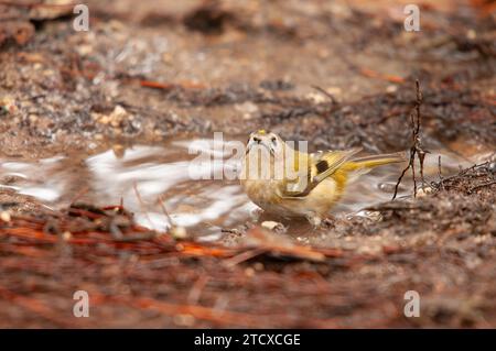 Goldcrest (Regulus regulus) beim Baden in einer Pfütze. Stockfoto