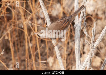 Cettias Warbler (Cettia cetti), der unter trockenen Gräsern auf der Suche ist. Stockfoto