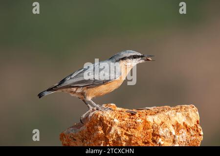 Eurasische Nuthatch (Sitta europaea) ernährt sich von Fels. Stockfoto