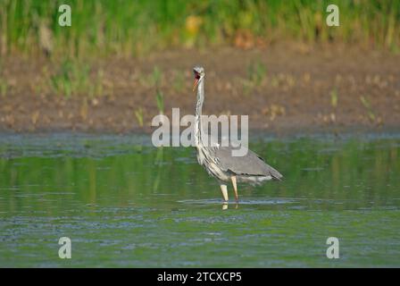 Graureiher - Ardea cinerea, großer gemeiner Graureiher aus Seen und Flüssen. Stockfoto