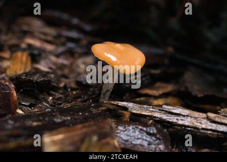 Psilocybe Cyanescens Zauberpilze, die in Hackschnitzeln wachsen. Stockfoto