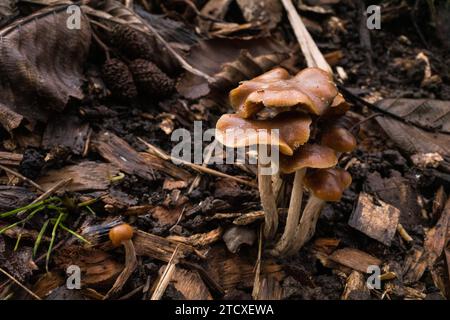 Psilocybe Cyanescens Zauberpilze, die in Hackschnitzeln wachsen. Stockfoto