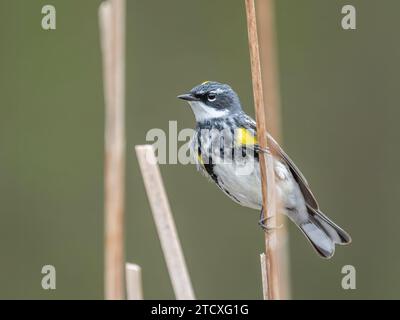 Ein männlicher Gelbrumpf ( Setophaga coronata ) klammert sich während des Frühlingszuges an ein Schilf am Rand eines Sumpfes. Stockfoto