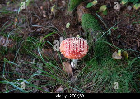 Giftiger und giftiger Schlamm, der wissenschaftliche Name ist amanita muscaria, er hat viele populäre Namen, einschließlich der von weißem Schnee, lebensbedrohlich, Gift, Stockfoto