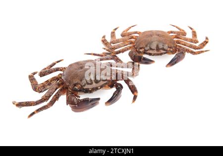 Zwei frische rohe Krabben, isoliert auf weiß Stockfoto