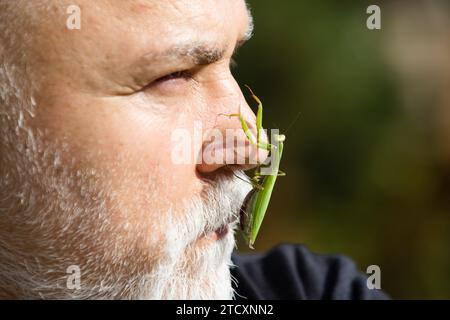 Mantis an der Nase. Comic und Humor. Überraschte alte Männer mit Bart und Schnurrbart mit großer Mantis im Gesicht. Lustige Geschichte und Humor. Comic-Idee. Stockfoto