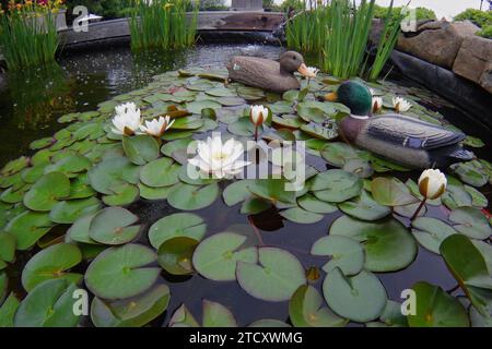 Gummiente als Dekoration in einem Teich mit Seerose Stockfoto